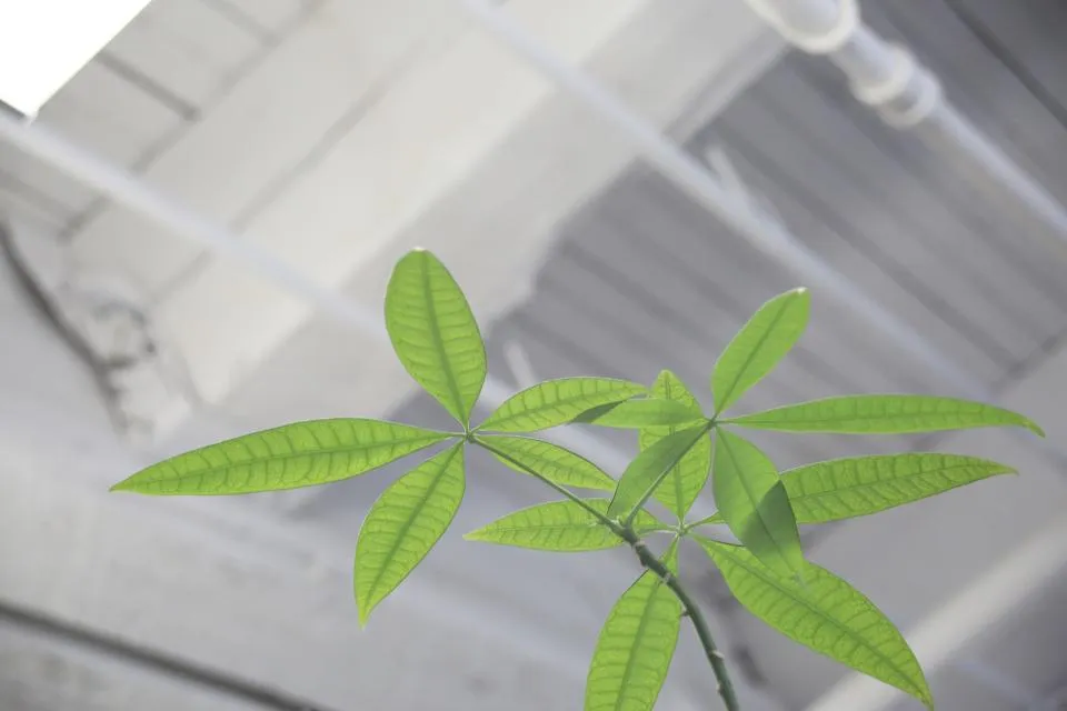Young plant growing under the glass roof of a greenhouse